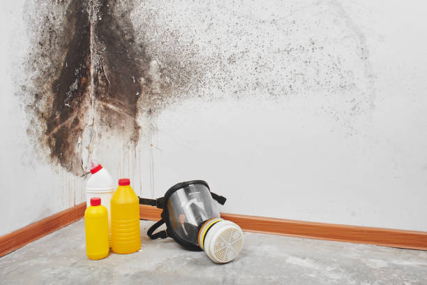 Water damage restoration mold remediation in Joplin, MO